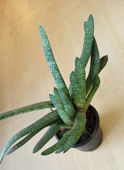 Сукуленти, рослини для сонячних вікон