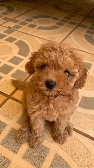 Домашній той пудель для затишних вечорів