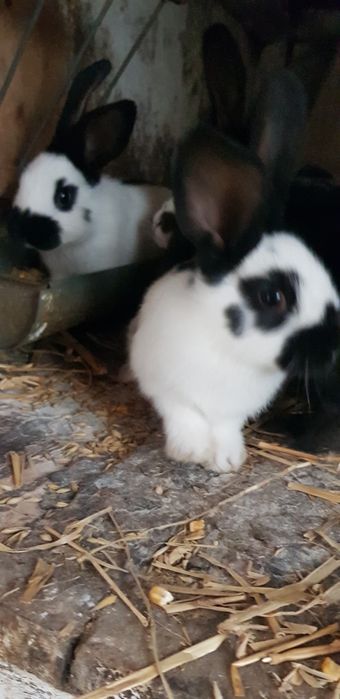 Młode króliki srokacze i burgundy.