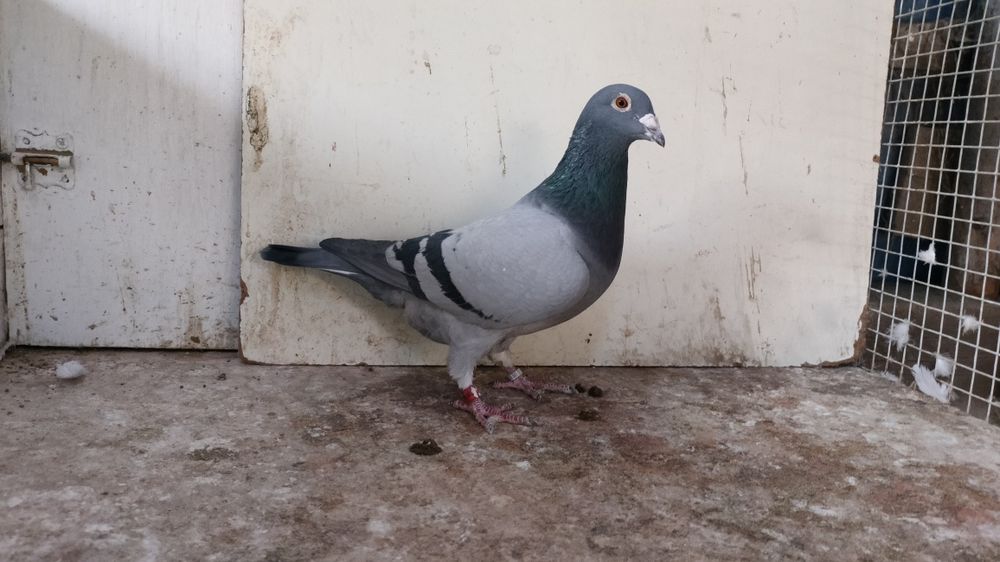 Gołębie pocztowe z rozpłodu