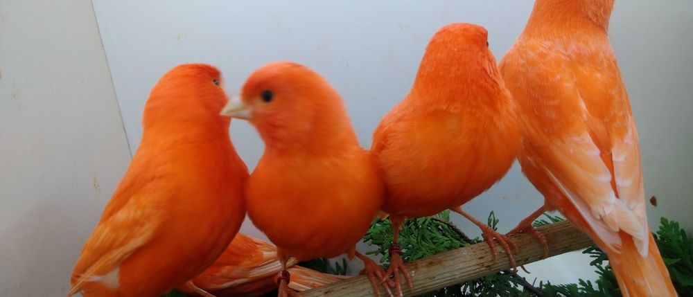 Kanarek kanaki czerwone 2025i 2024