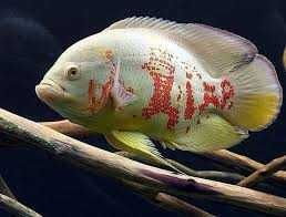 Астронотус тигровий, оскар, альбінос  (Astronotus ocellatus)