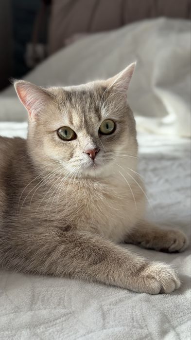 Шикарний крапний котик блакитна золота шиншила
