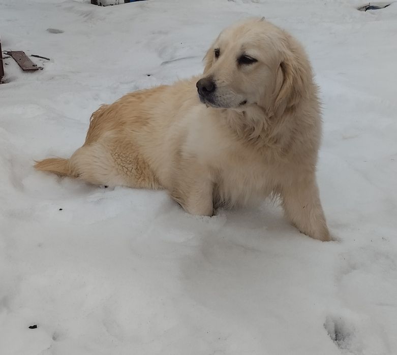 Золотистий Ретривер . підрощені  дівчатка.