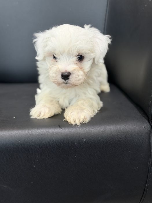 Bichon  Maltes menino