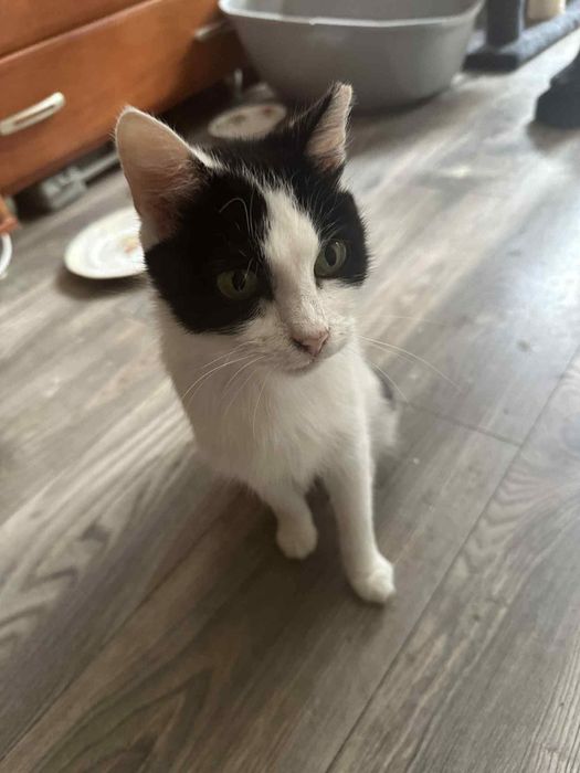 Kotka Niusia szuka domu, kocha pieski i kotki