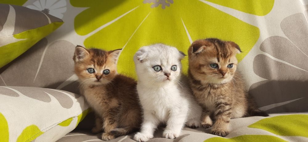 Супер вислоухие и прямоухие шотландские котята золотые и серебристые ш