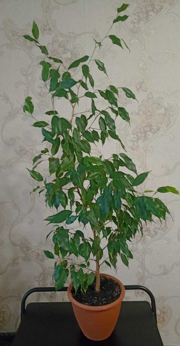 Фікус Бенджаміна , 98см, 300грн
