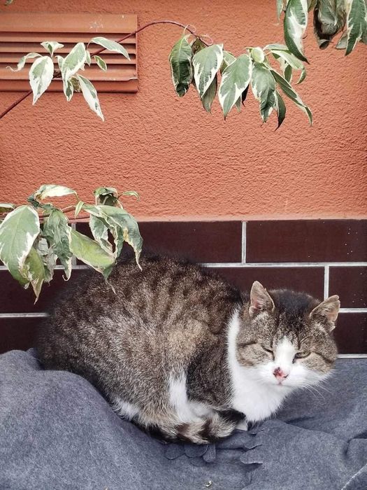 Bezdomny kotek szuka domu!