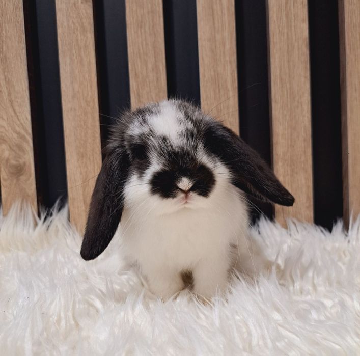 Mini Lip królik miniaturka domowy