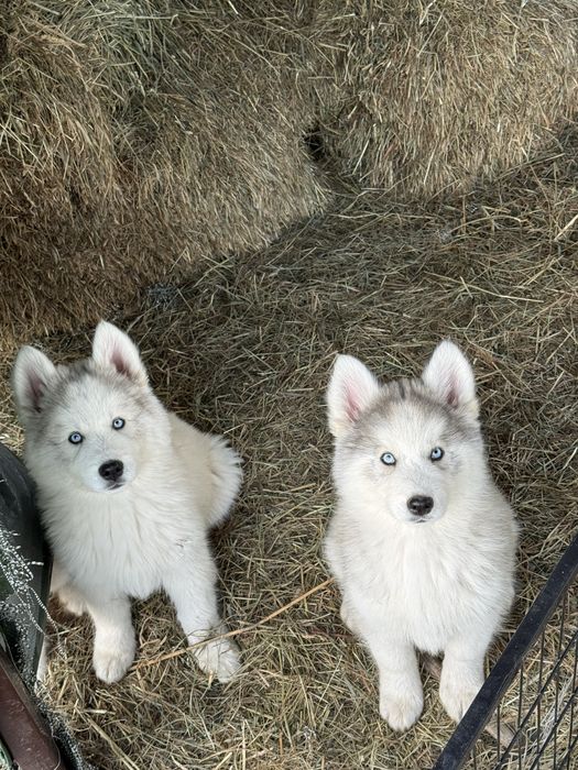 Przepiekne szczeniaki Husky