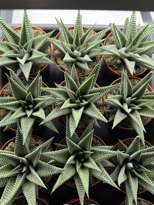 Сукуленти гастерія хавортія Haworthia Сукуленти Трунката