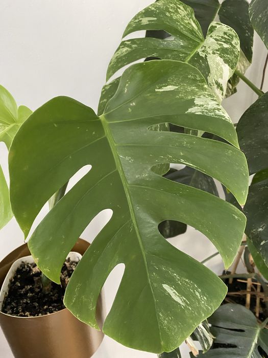 Monstera deliciosa variegata constellation