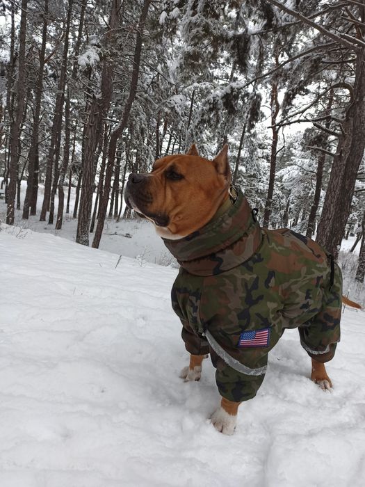 Американский стаффордширский терьер. Вязка.