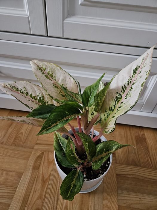 Aglanonema chartreuse pręty frozen