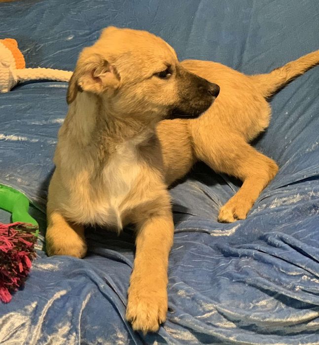 Цуценя дівчинка терміново шукає дім собака пес