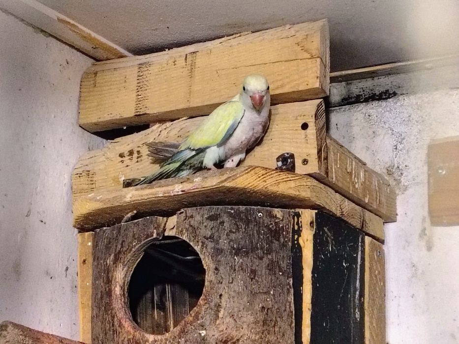 Papugi kolorowe młode starsze