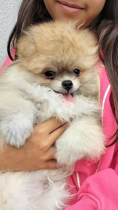 Lulu da Pomerânia macho com LOP (Pedigree) e Afixo