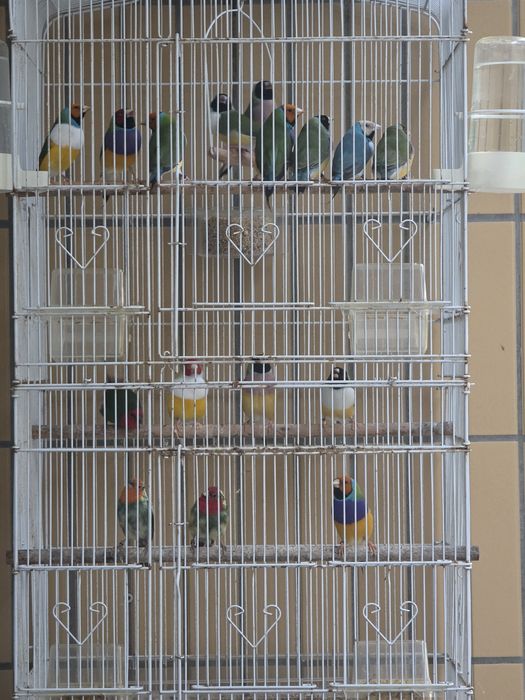 Diamantes Gould 2026