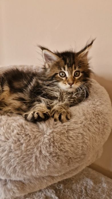Gatinho com  MAINE COON com  LOP