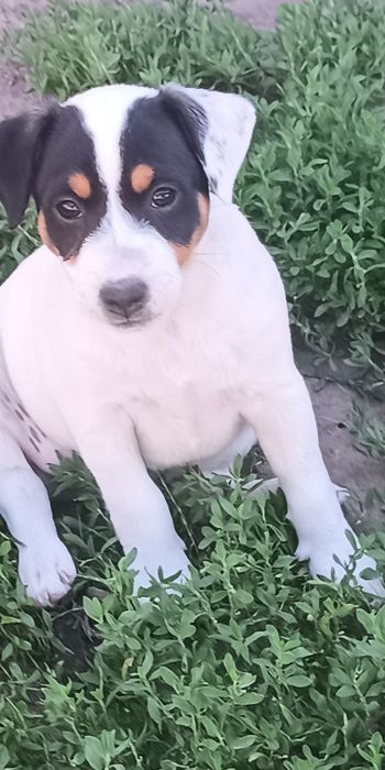 Джек Рассел тер'єр