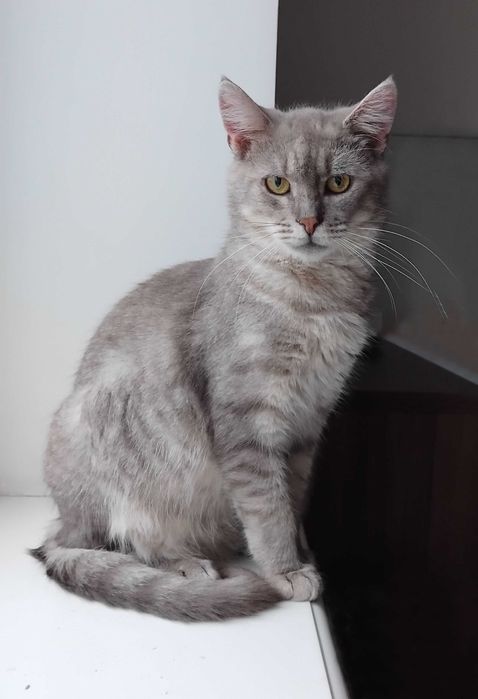 Унікальний Марті - метис Димчастої Австралійської кішки