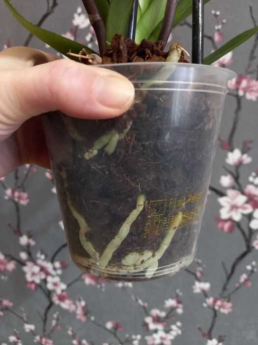 Биг Лип орхидея взрослая отцветашка дешево 399 грн