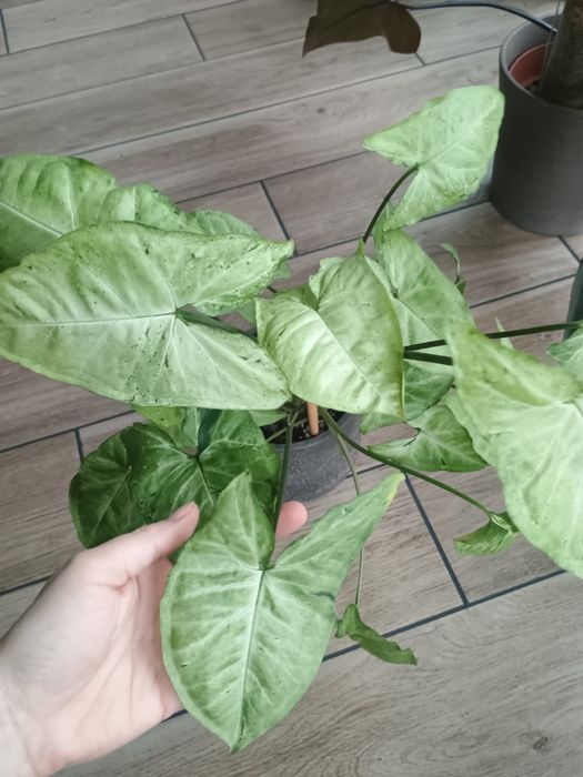 Syngonium freckles zroślicha