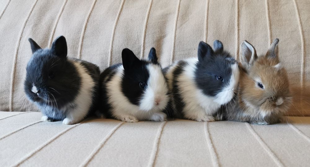 KIT Coelhos anões minitoy e lion head lindíssimos e muito dóceis