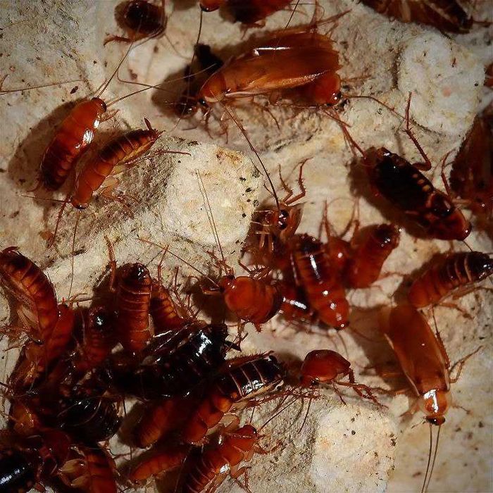 Туркменський тарган-годовування рептилій та ін.,живий/заморозка 100 шт