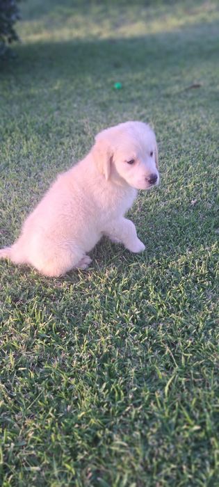 Golden retriever