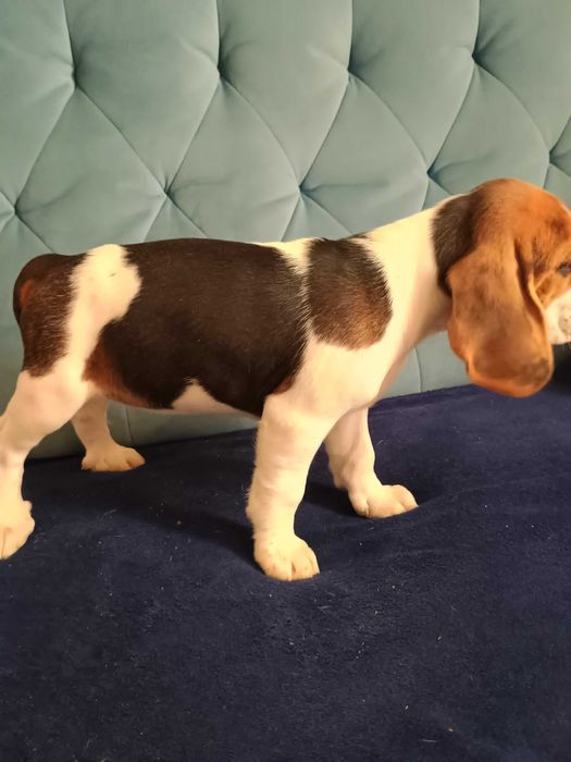 Beagle szczeniak, suczka, piesek