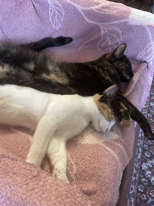 Грайлива дівчинка шукає дім