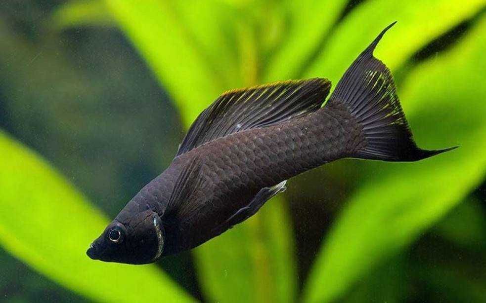 Molinezja ostrousta lirowa czarna - Poecilia sphenops - dowóz