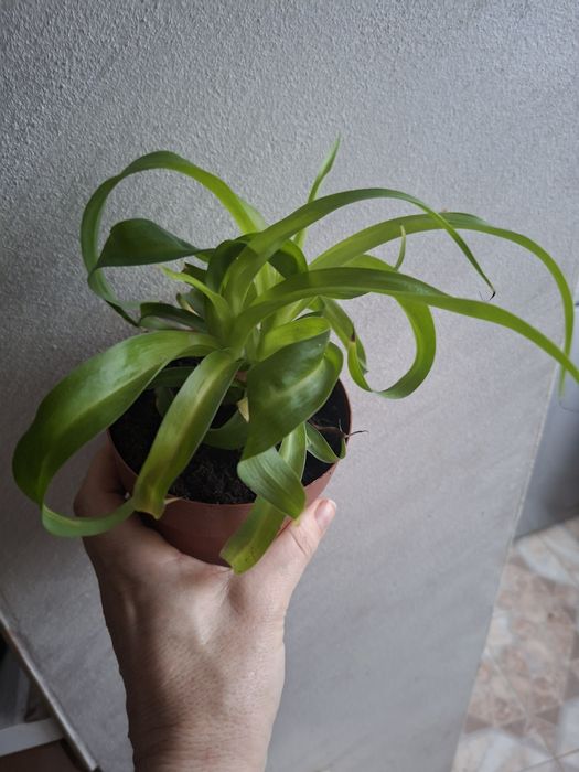 Хлорофітум Боні Грін