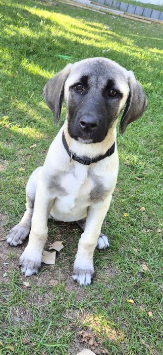Suczka szczeniak Kangal FCI