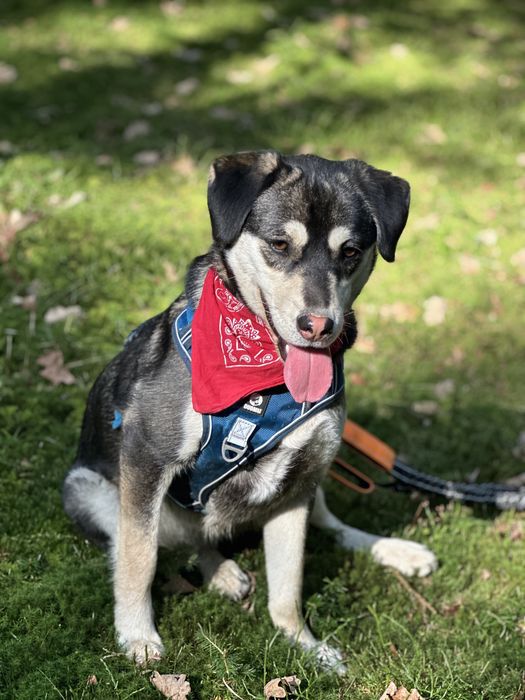 Aktywna Frytka szuka domku