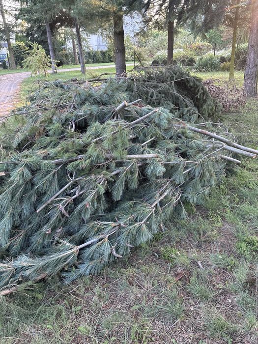 Oddam gałęzie za darmo
