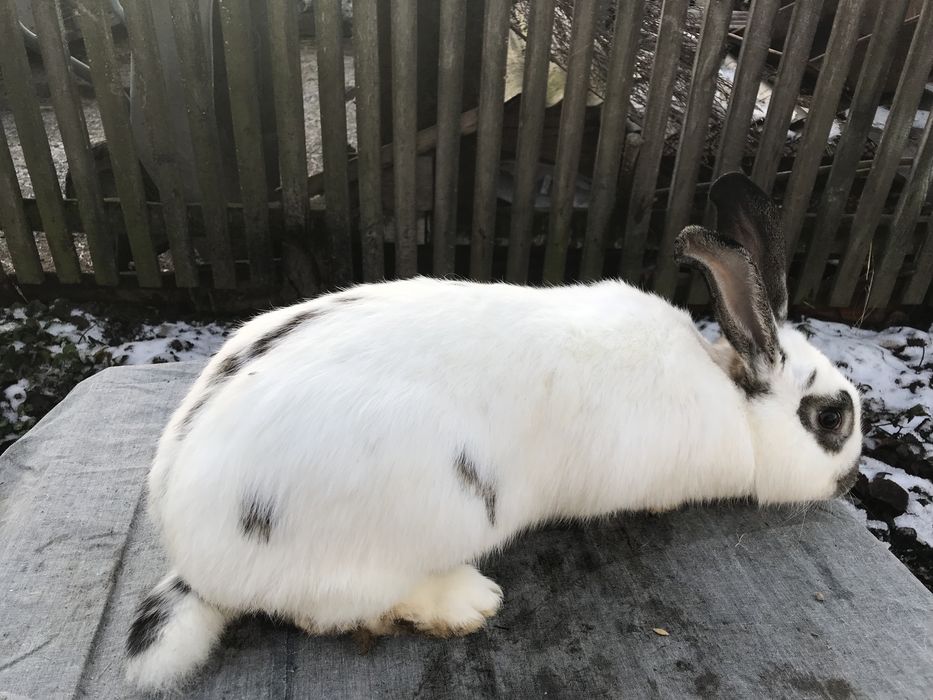 Кролики. Спарована самка.