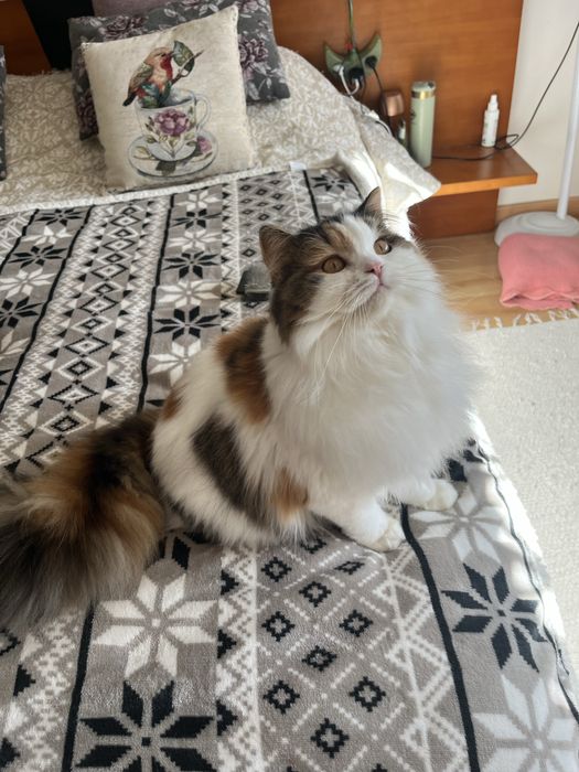 Fêmea Haighland straight/