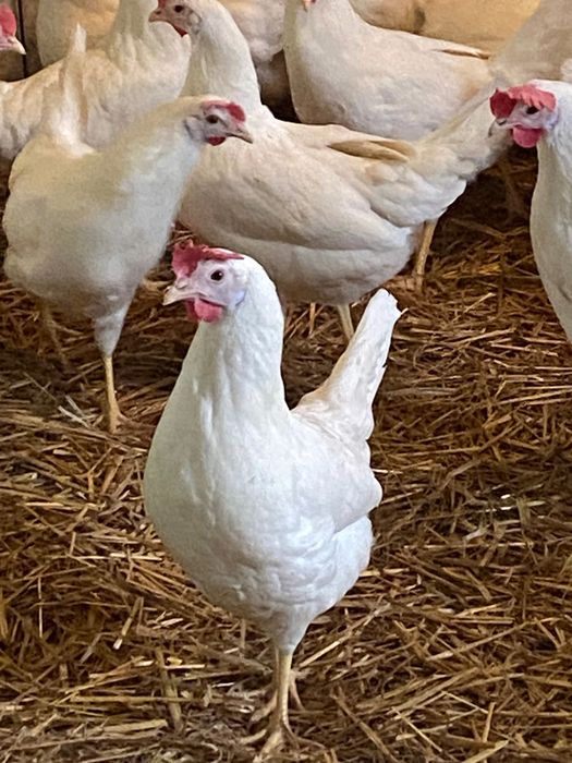 Kury Leghorn młode
