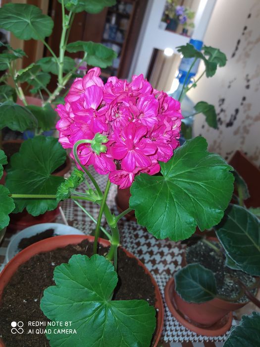 Пеларгония