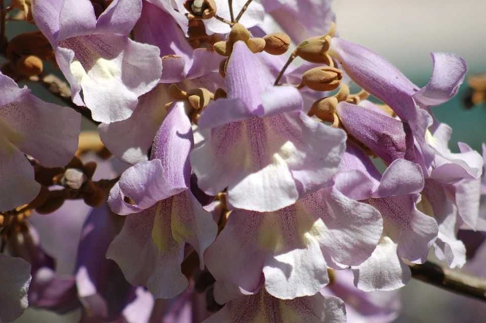Paulownia Shan Tong / Drzewo Tlenowe / Oxytree