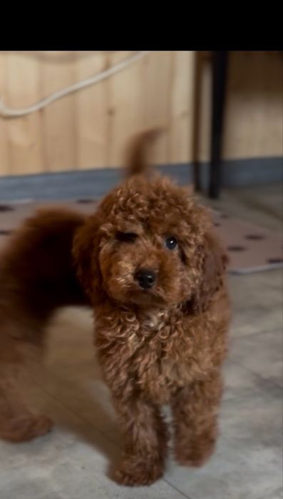 Редбраун той пудель хлопчики