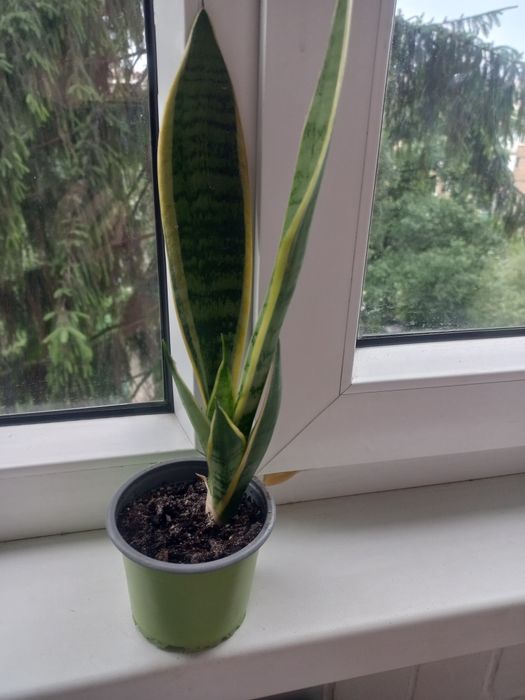 Сансевиерия Санса Перл Янг
