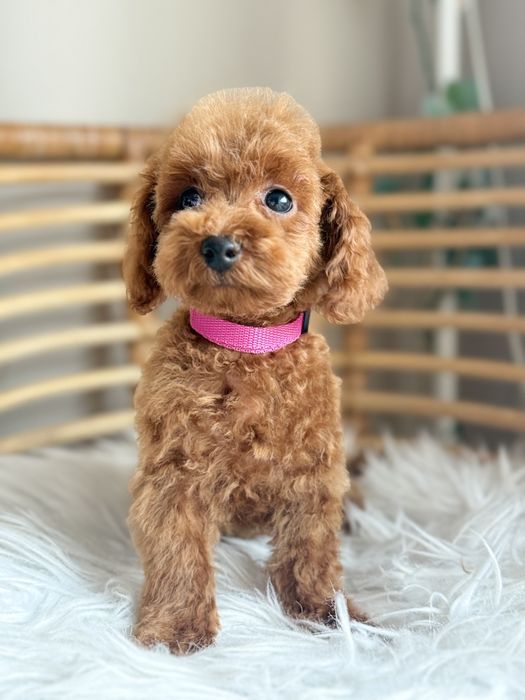 Pudel toy suczka malutka