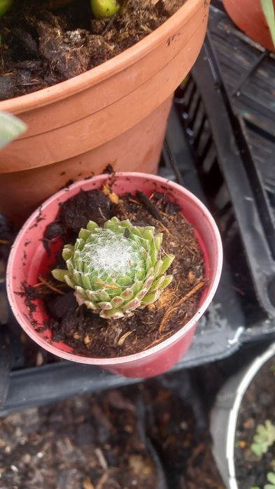 Suculentas echiverias