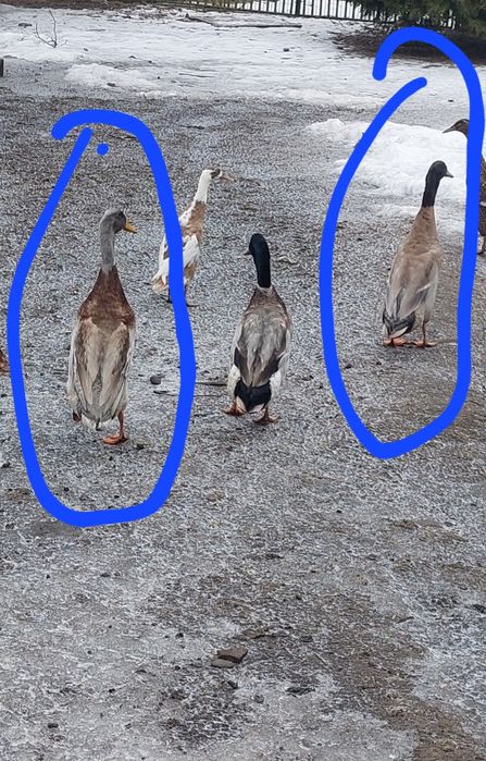 Młode kaczory biegusy z maja 2025