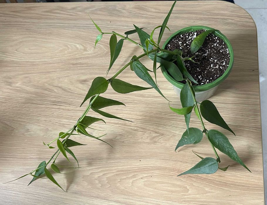 Hoya Polyneura Vietnam ze zdjęcia, kwitnie