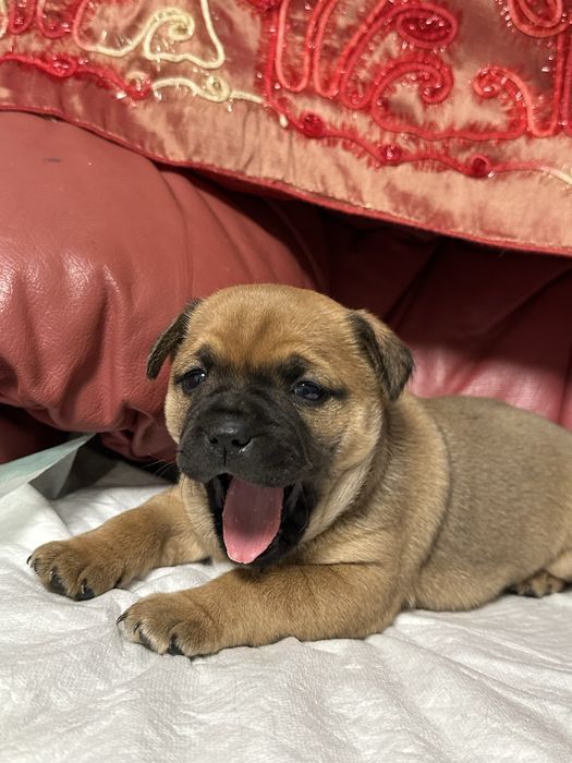 Продам французького бульдога